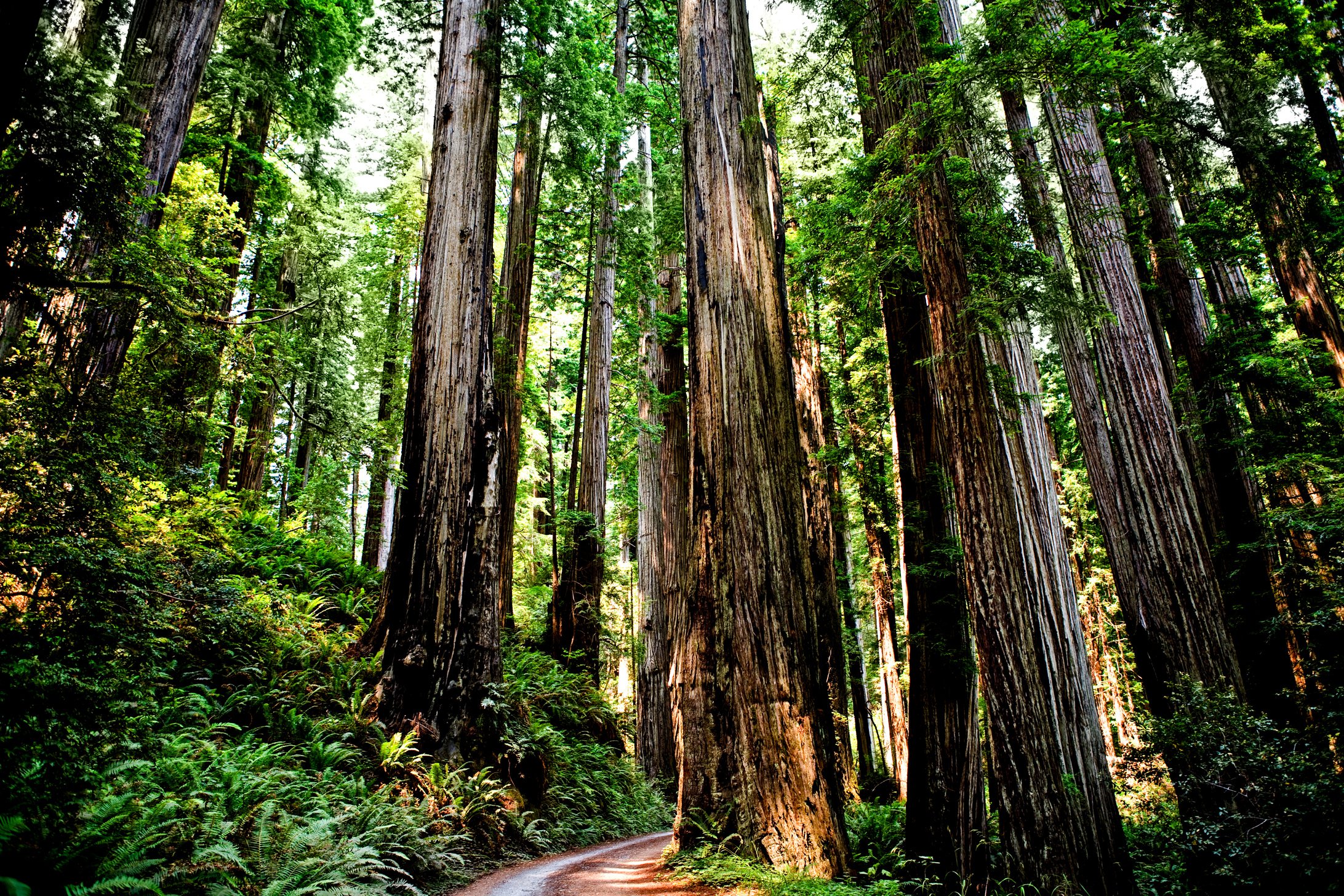 Redwood Forest